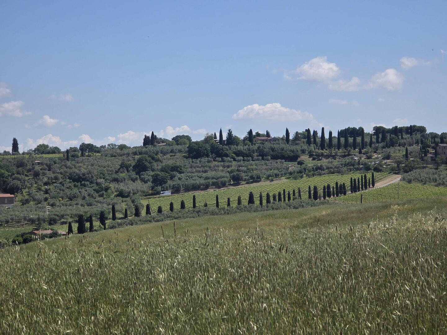 Die typischen Zypressenalleen auf dem Weg nach Quirico