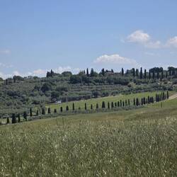 Die typischen Zypressenalleen auf dem Weg nach Quirico