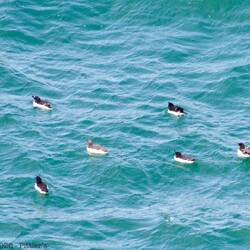 Guillemot de Troïl - Pingouin torda