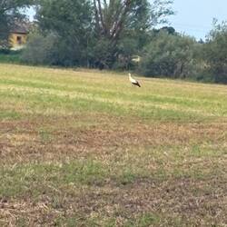 First stork I've seen out of the nest.