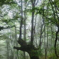 Im Nebelwald