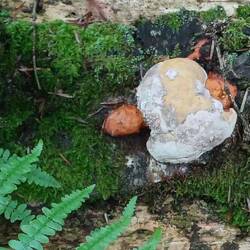 ein Exemplar der sehr seltenen Elsässer Pilz-Schildkröte 😂