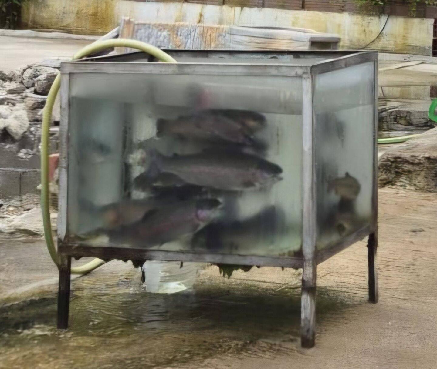 Frische Ohridseeforellen als Staßenverkauf aus dem Aquarium