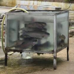 Frische Ohridseeforellen als Staßenverkauf aus dem Aquarium