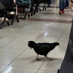 I've seen birds in airports but this was full on chickens