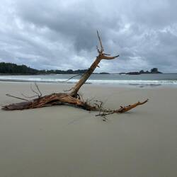 West Beach. This tree helped me take my selfie. (It held the camera. lol)