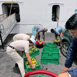 Sorting through fruit for the ship before accepting it