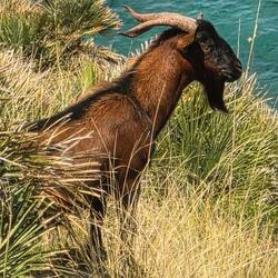 Mountain goat