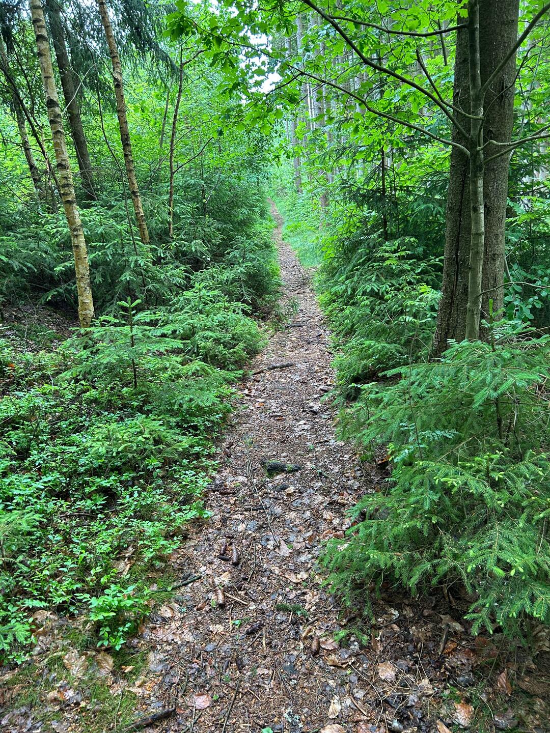 Ich liebe Singletrails