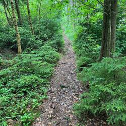 Ich liebe Singletrails