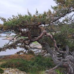 So many stunted, weather shaped trees, some almost bonsai