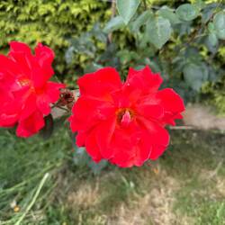 I have been stopping to smell the roses along the way.