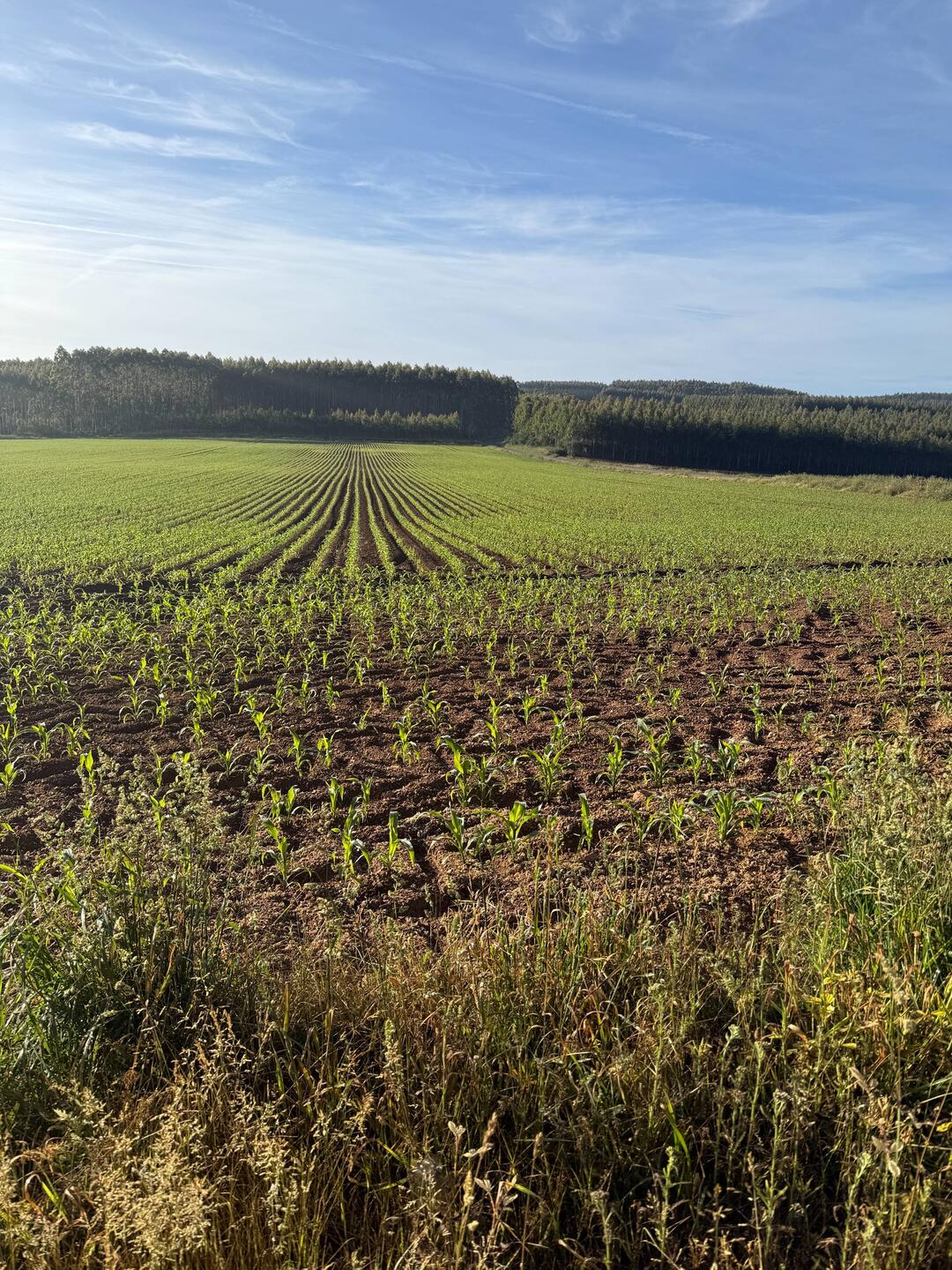 Fields of corn Bruma. I taxied back 4 miles and capture miles I missed yesterday shuttling.