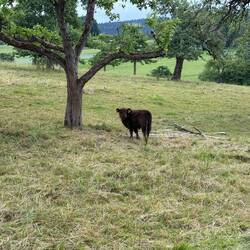 Neugieriges Kälbchen