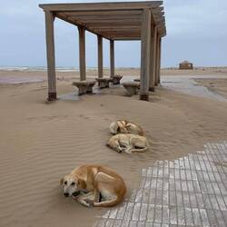 Auch süße Hunde! (die sind hier übrigens alle sehr freundlich)