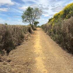 Felt like walking through a North Georgia corn maze.