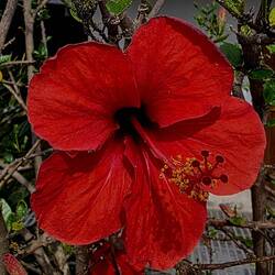 Love these flowers near our apartment.
