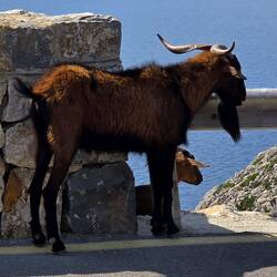More mountain goats 😊