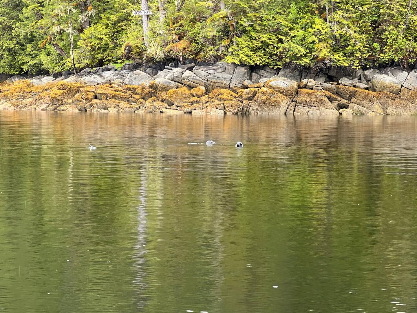 Not sure if these were seals or sea otters. To far away to see if they had ears.