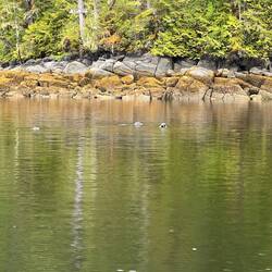 Not sure if these were seals or sea otters. To far away to see if they had ears.