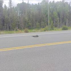 This guy was motoring down the highway, but laid flat as I stopped alongside him.