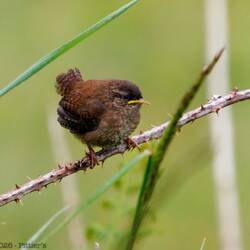 Troglodyte mignon
