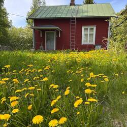 Löwenzahnblüten Paradies