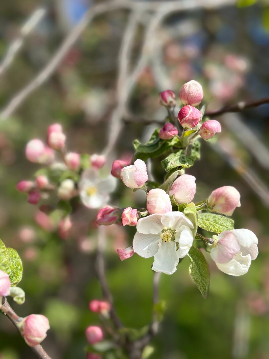 Die Obstbäume blühen hier auch schon