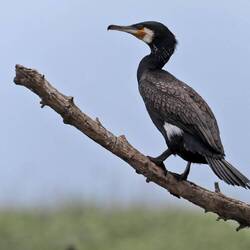 Kormoran