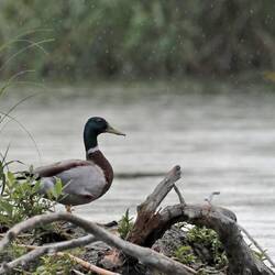 Stockente