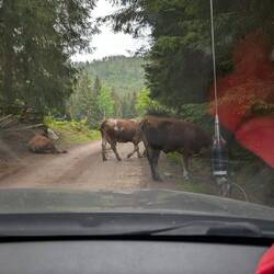 Kuhmaut 🐮
