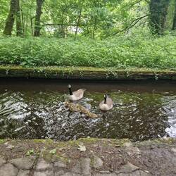 Goslings are numerous now but still very cute