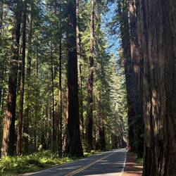 This highway, "The Avenue of the Giants," is a dream