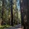 This highway, "The Avenue of the Giants," is a dream