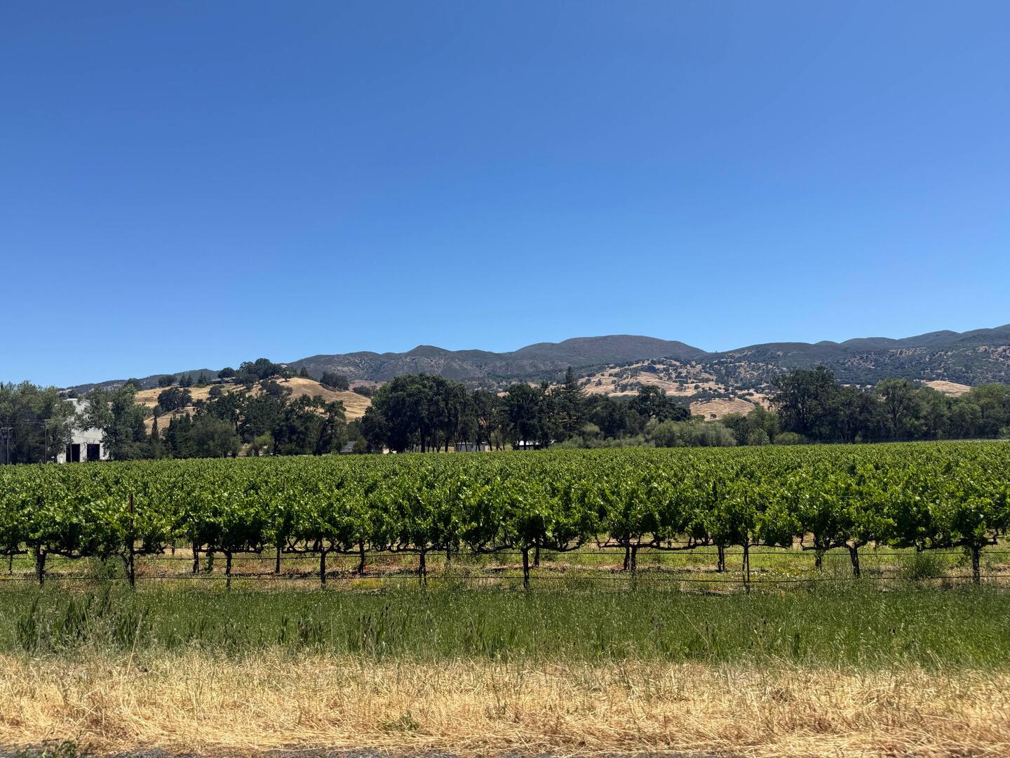 Vineyards on the way out of the Bay Area