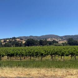 Vineyards on the way out of the Bay Area