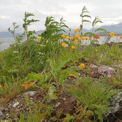 Californischer Goldmohn