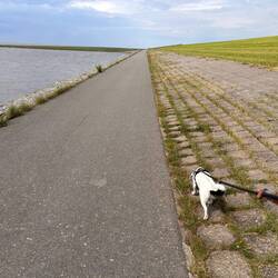 Hunde am Deich erlaubt