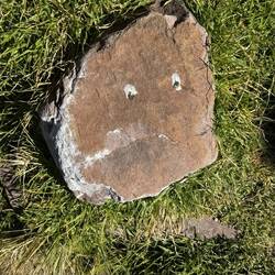 Bird poo that looks like a face. Yep..