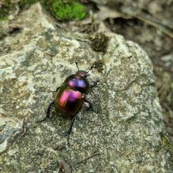 Was die Natur so alles kann