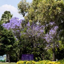 Blue jacaranda trees at Kültürpark — Alsancak, İzmir.