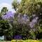Blue jacaranda trees at Kültürpark — Alsancak, İzmir.