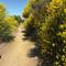 Spanish Broom. This is what had been chopped back and felt like a corn maze yesterday.