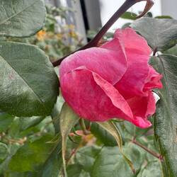 Best smelling rose!