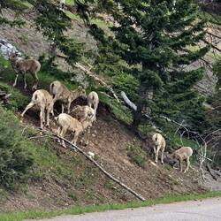 Mount Norquay.. mal wieder Tiere gesichtet
