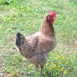 Huhn