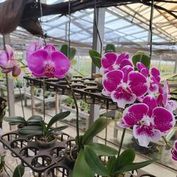 Onderweg komen we langs een orchidee kwekerij