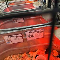 Im Tractor Supply gibt es sogar lebendige Küken zu kaufen