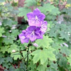 Glockenblume