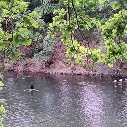 Kormoran und 3 Enten auf dem Altkanal